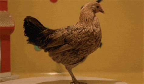 Do chickens dance to music? And other poultry ponderings